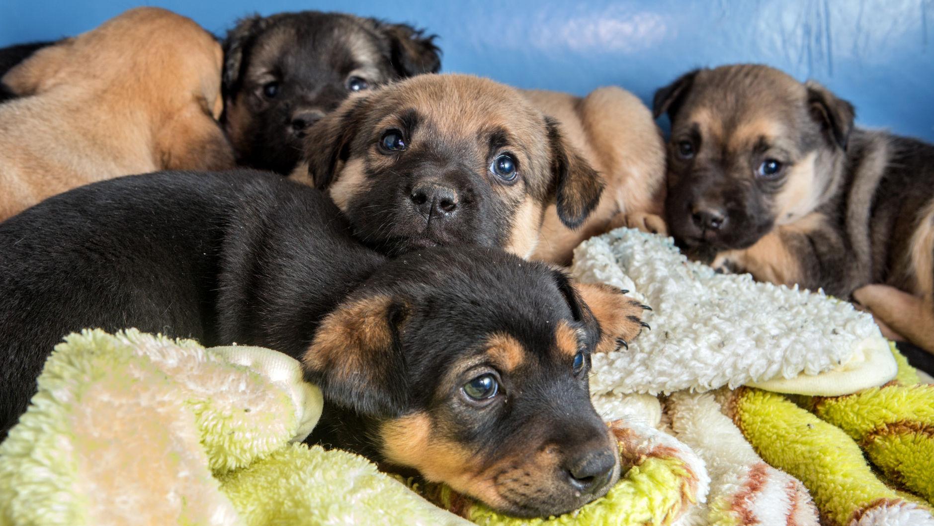 PACC hosting 'Black Fur-Day' events with waived adoption fees